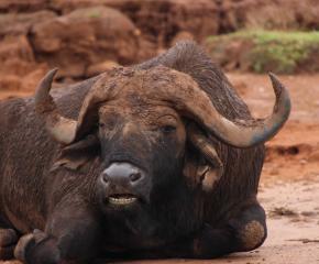 Wildlife of Akagera