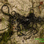 14 Tangled Rope in the Dunes-edited