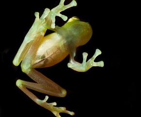 Amphibians