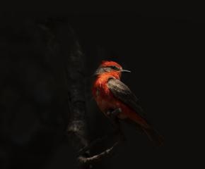 Mexico City’s Wildlife