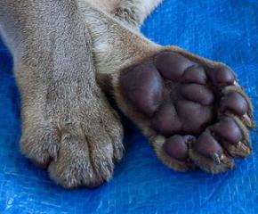 Expedition: Fossa