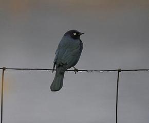 For the Birds