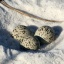 plover eggs
