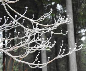 Ice Storm