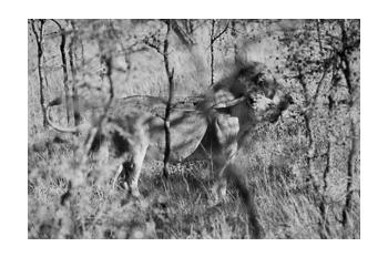 In Predatory Light 2 In Predatory Light 2