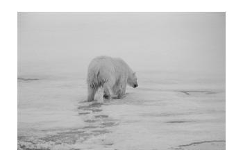 In Predatory Light 5 In Predatory Light 5