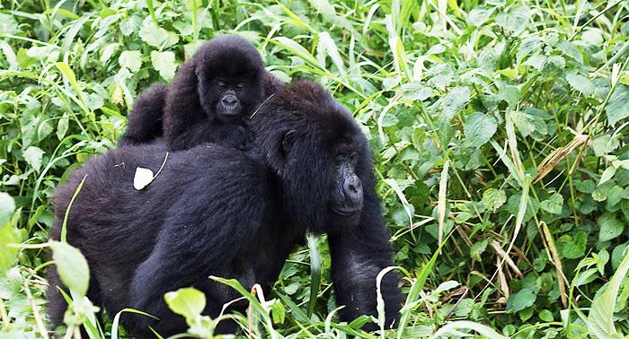 Gorillas in the wild courtesy of Cai Tjeenk Willink. Creative common 3.0 license.