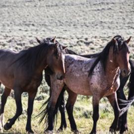 Hippotherapy: Horses and the Human Condition