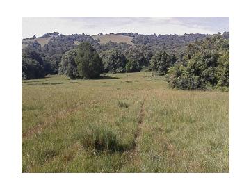 The edge of the Naimina Enkiyio Forest The edge of the Naimina Enkiyio Forest