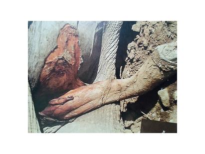 Carcass of a male elephant with its genitals hacked off Carcass of a male elephant with its genitals hacked off