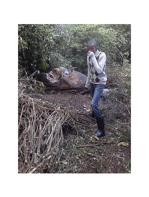 A poached adult elephant in the Naimina Enkiyio Forest A poached adult elephant in the Naimina Enkiyio Forest