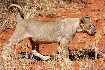 Lion cub by Charles J. Sharp, Creative Commons 3.0 license>