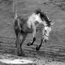 Mustangs:  Icons of the American West