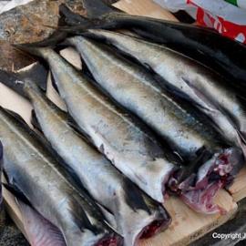 Food Security and Sustainable Action