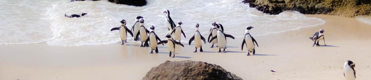 Penguins on the beach - photo by Casey Allen Penguins on the beach - photo by Casey Allen - photo by Casey Allen