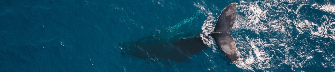 Whale swimming - photo by Guille Pozzi Whale swimming - photo by Guille Pozzi - photo by Guille Pozzi