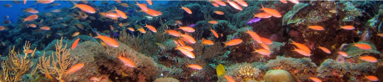 Orange fish in the ocean - photo by Hiroko Yoshii - photo by Hiroko Yoshii