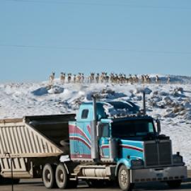 Connecting Habitats: Thinking like a Roaming Species