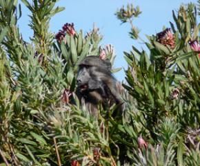 Brilliant Baboons
