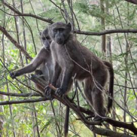 Standing up for the Baboons: Primatologist Paula Pebsworth