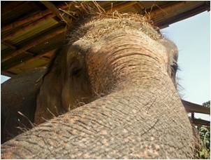 Elephant Sanctuary Elephant Sanctuary