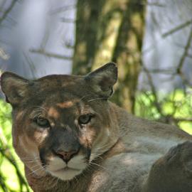 Conservation Group Sues NPS Cypress Management Plan