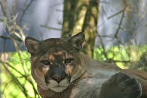 Mountain Lion Mountain Lion