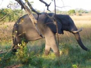 Elephant in Botswana