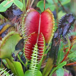 Venus Flytrap Poachers Arrested in North Carolina