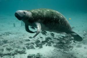 Manatee Manatee
