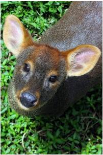 Pudú Pudú