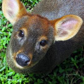 Do you know the Pudú?