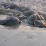 Horseshoe crab Horseshoe crab