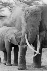 courtesy of Cyril Christo courtesy of Cyril Christo