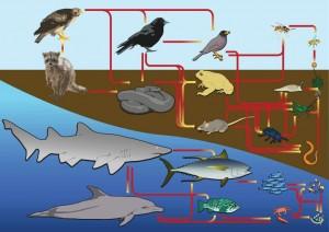 Food web Food web